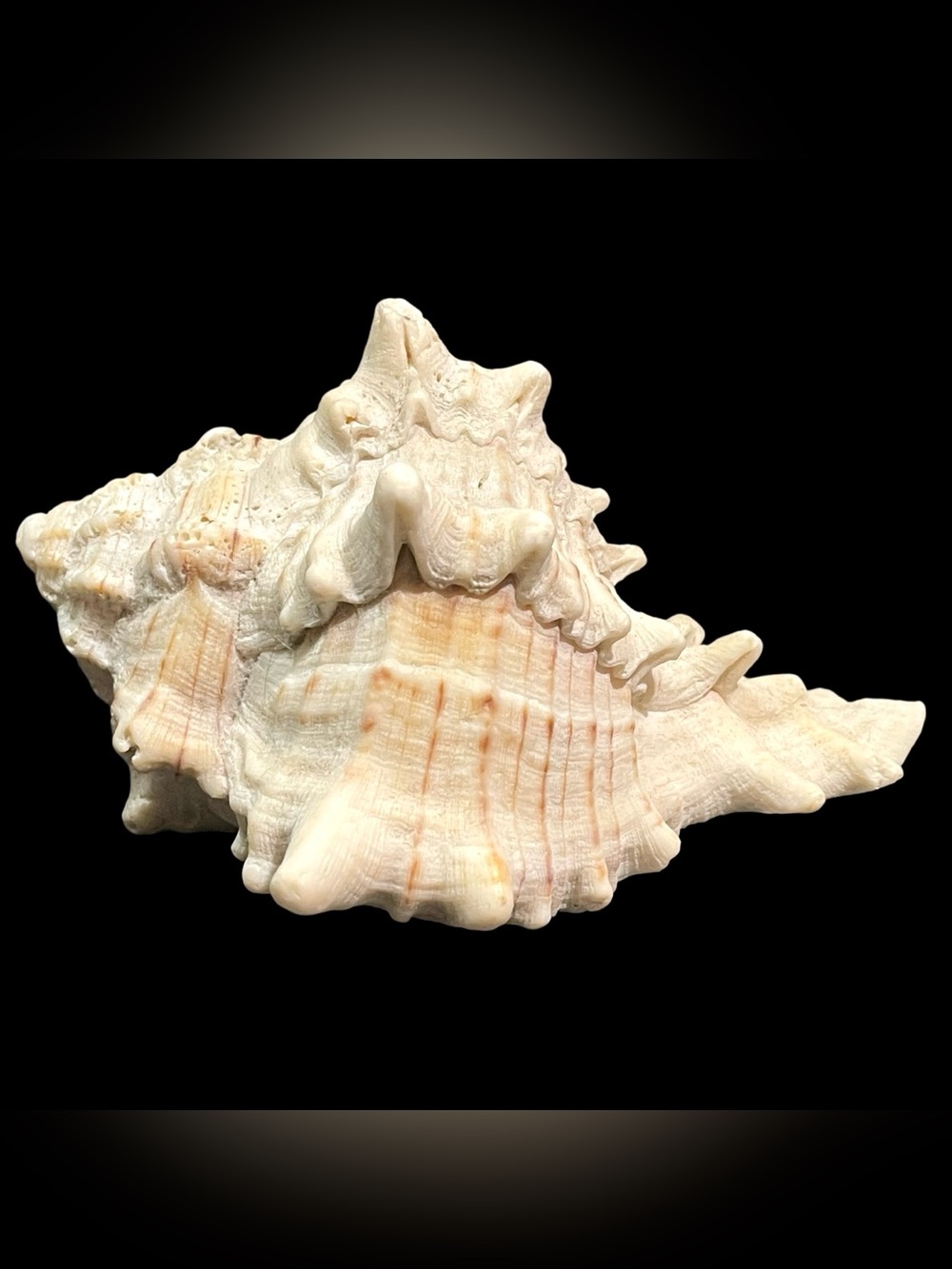 Vintage 1980s Pink Throat Murex Shell - Coastal Regency Beach House Collectible